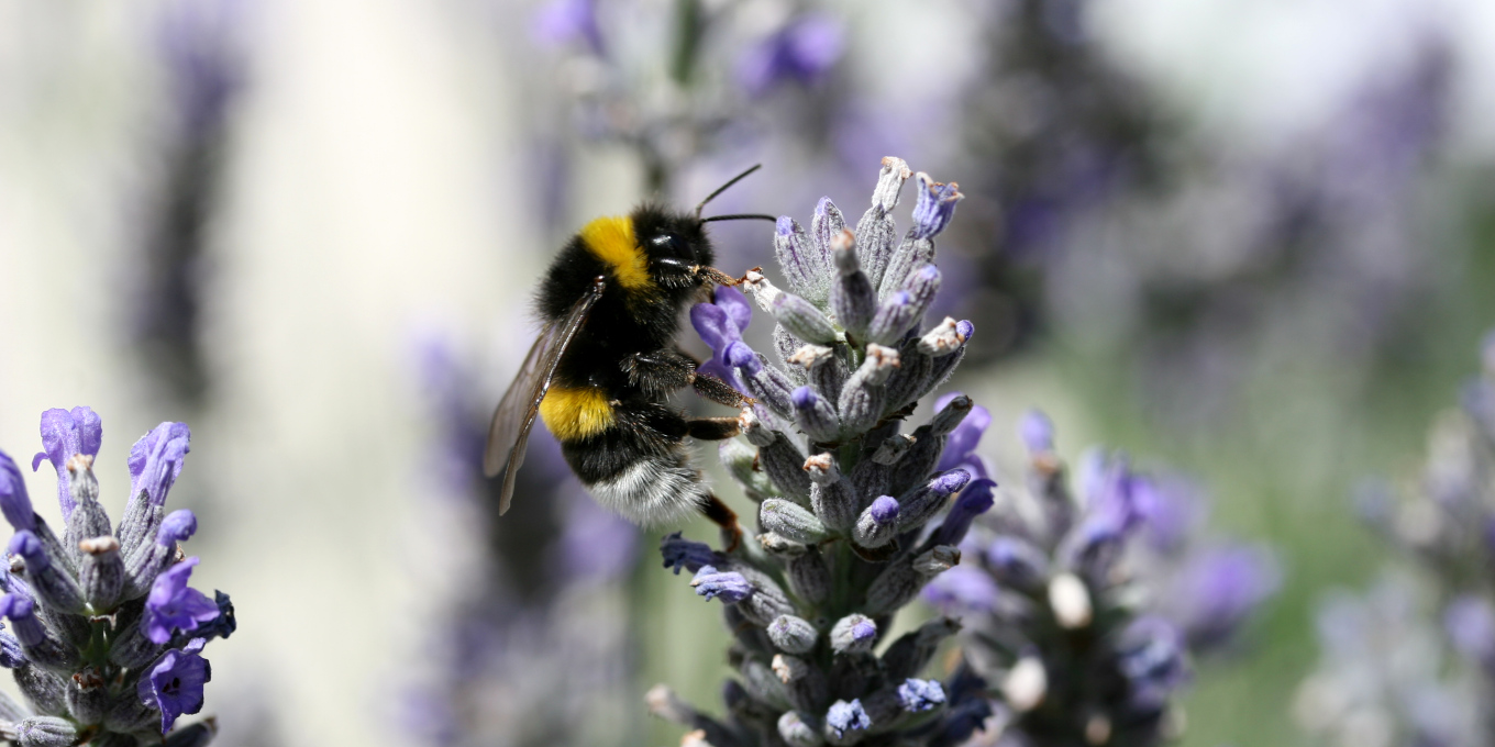 Bourdon terrestre (Bombus terrestris) © Nicolas Macaire